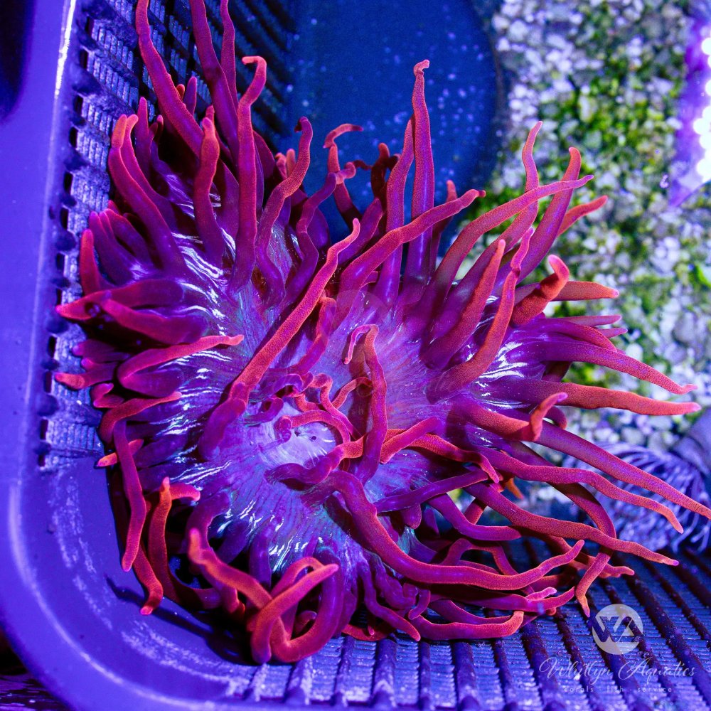 CoralAuction52_83c9eeab-50dc-43f8-9c00-3d9ce533fe23.jpg