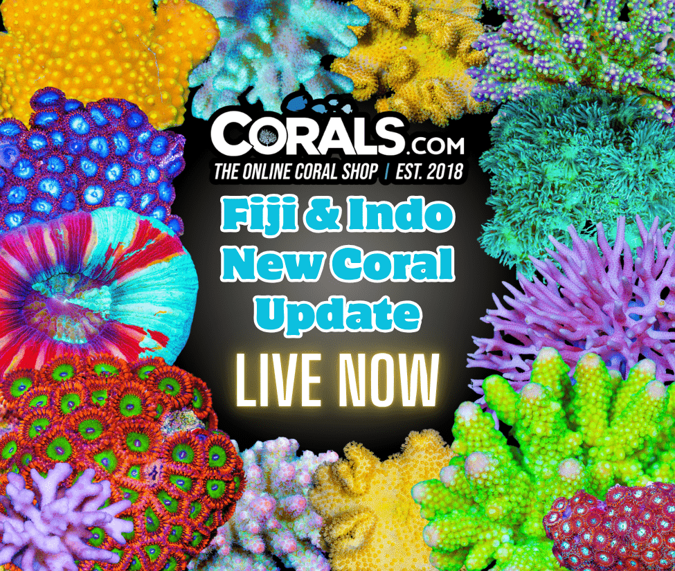 new coral(34).png