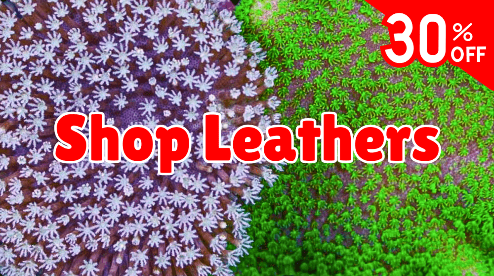 Shop Leather.png