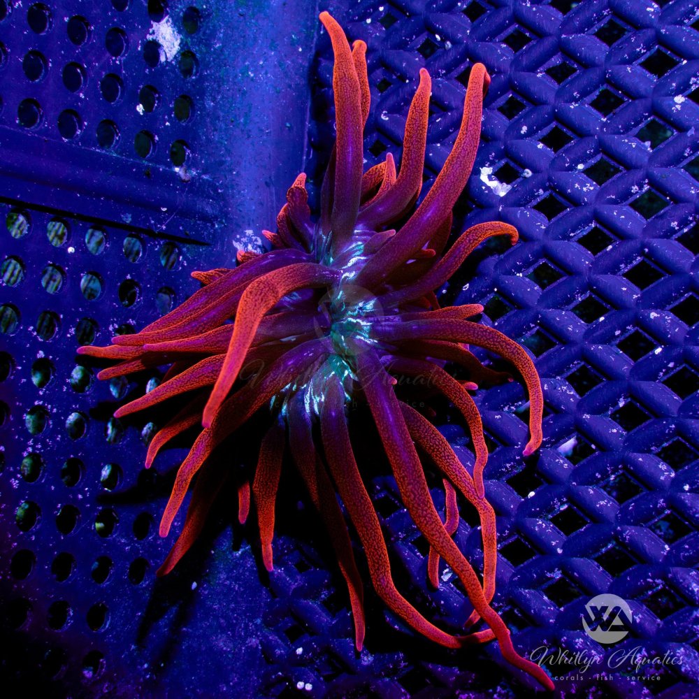 CoralAuction51_8d58207a-678a-44bc-99c7-7f58a153694c.jpg CoralAuction51_8d58207a-678a-44bc-99c7-7f58a153694c.jpg