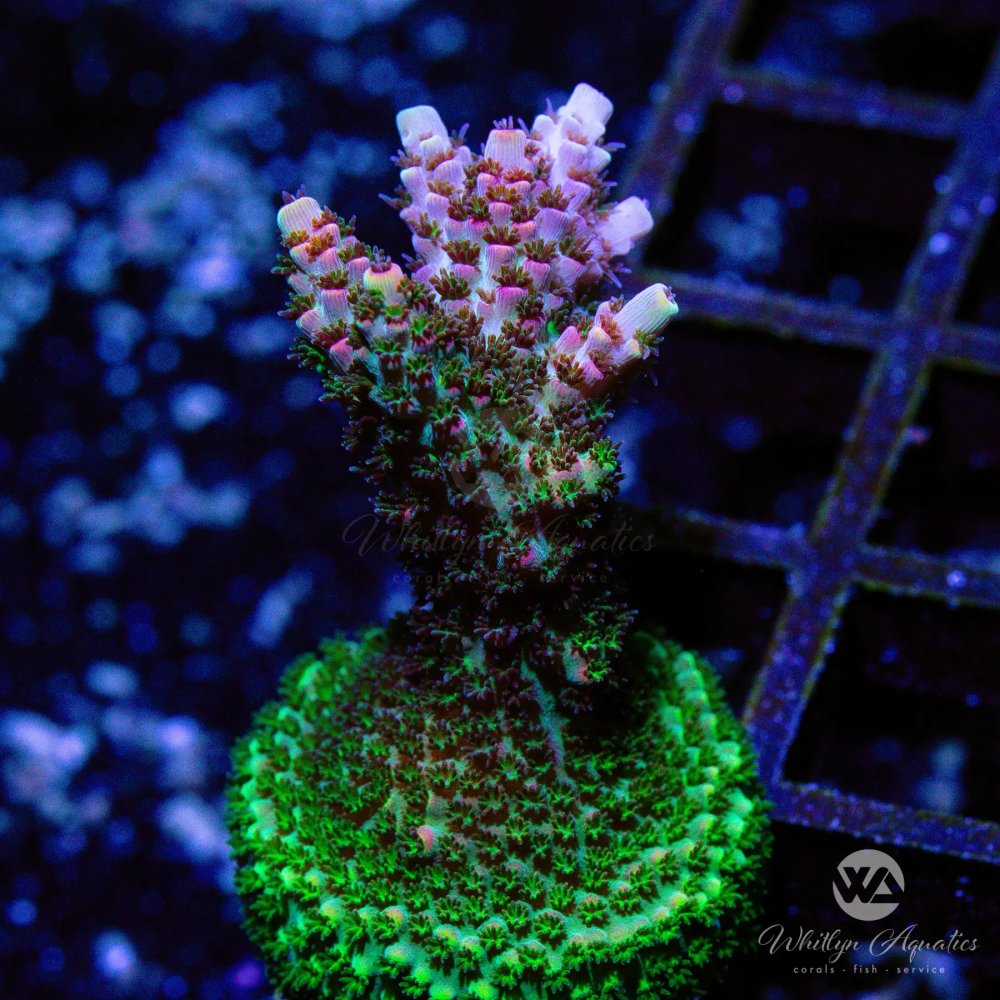 CoralAuction29_bae719b2-a264-4a40-b921-1651ab7bc30b.jpg