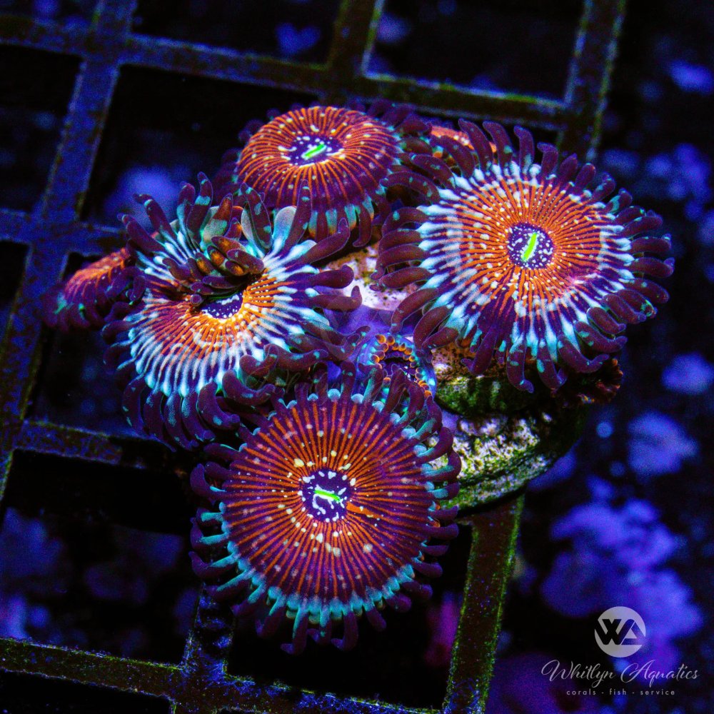 CoralAuction3_e4cf93ff-21e6-48e7-bb7f-46cc6e839491.jpg CoralAuction3_e4cf93ff-21e6-48e7-bb7f-46cc6e839491.jpg