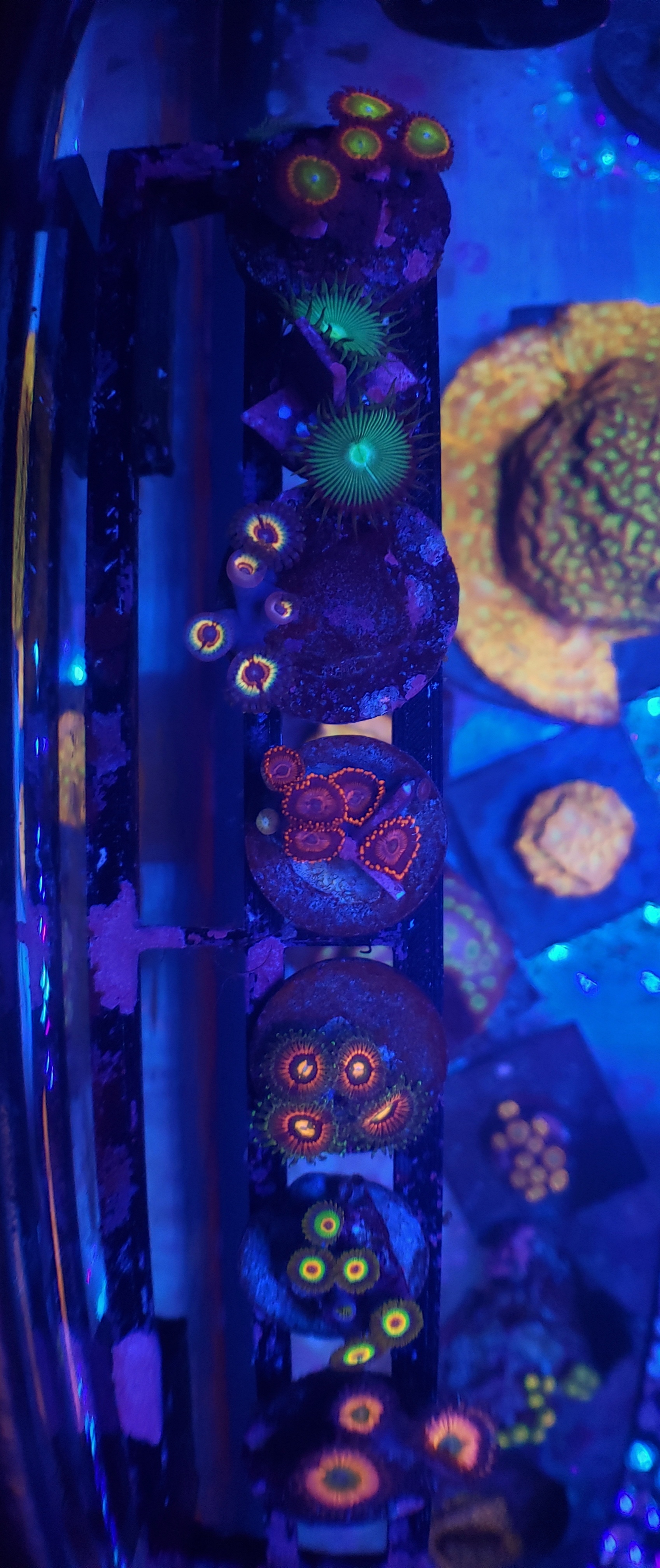 zoas.jpeg