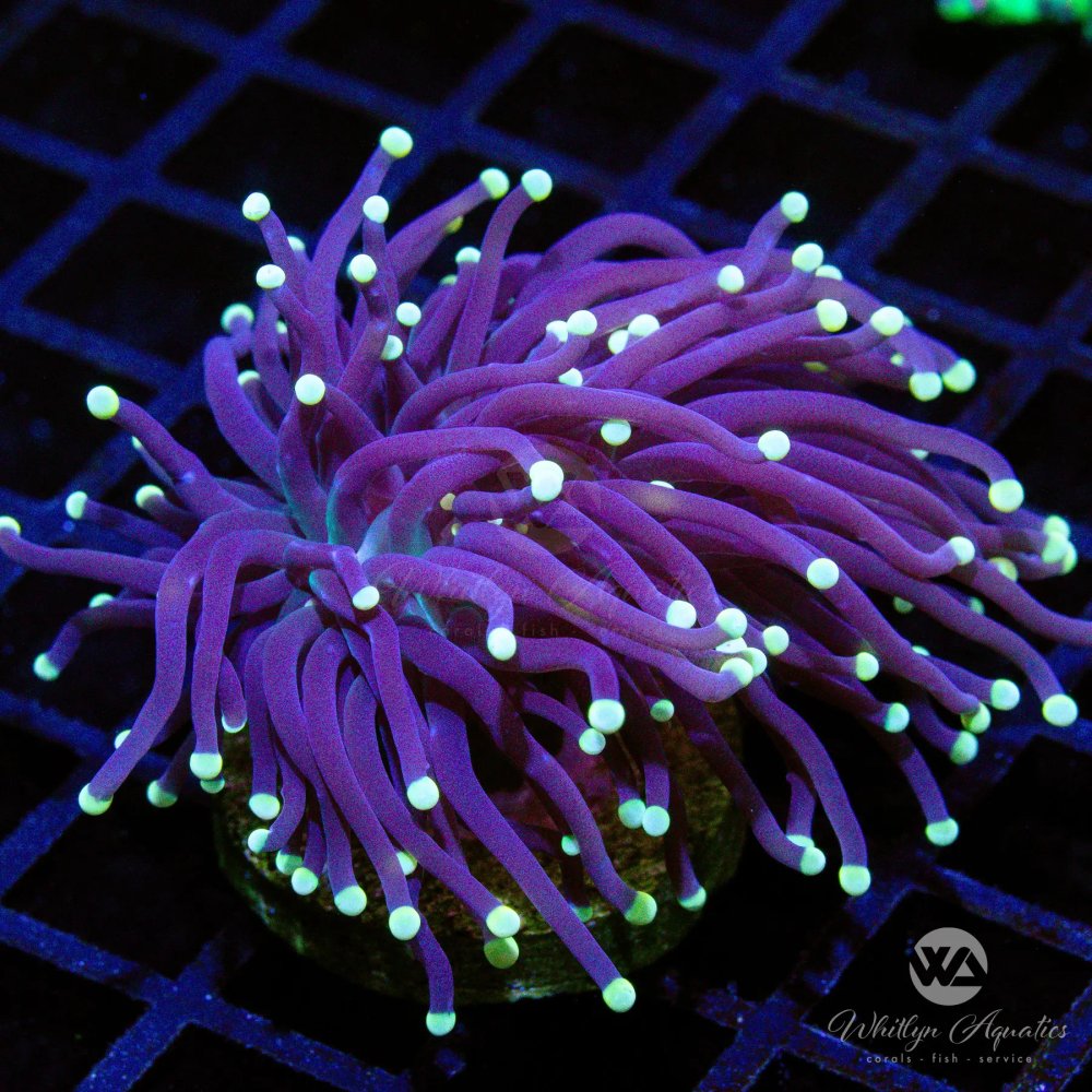 CoralAuction29_d18f3d33-6428-4ee7-8522-b1c1e42cf7cf.jpg