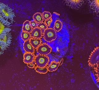 circus zoa.jpg