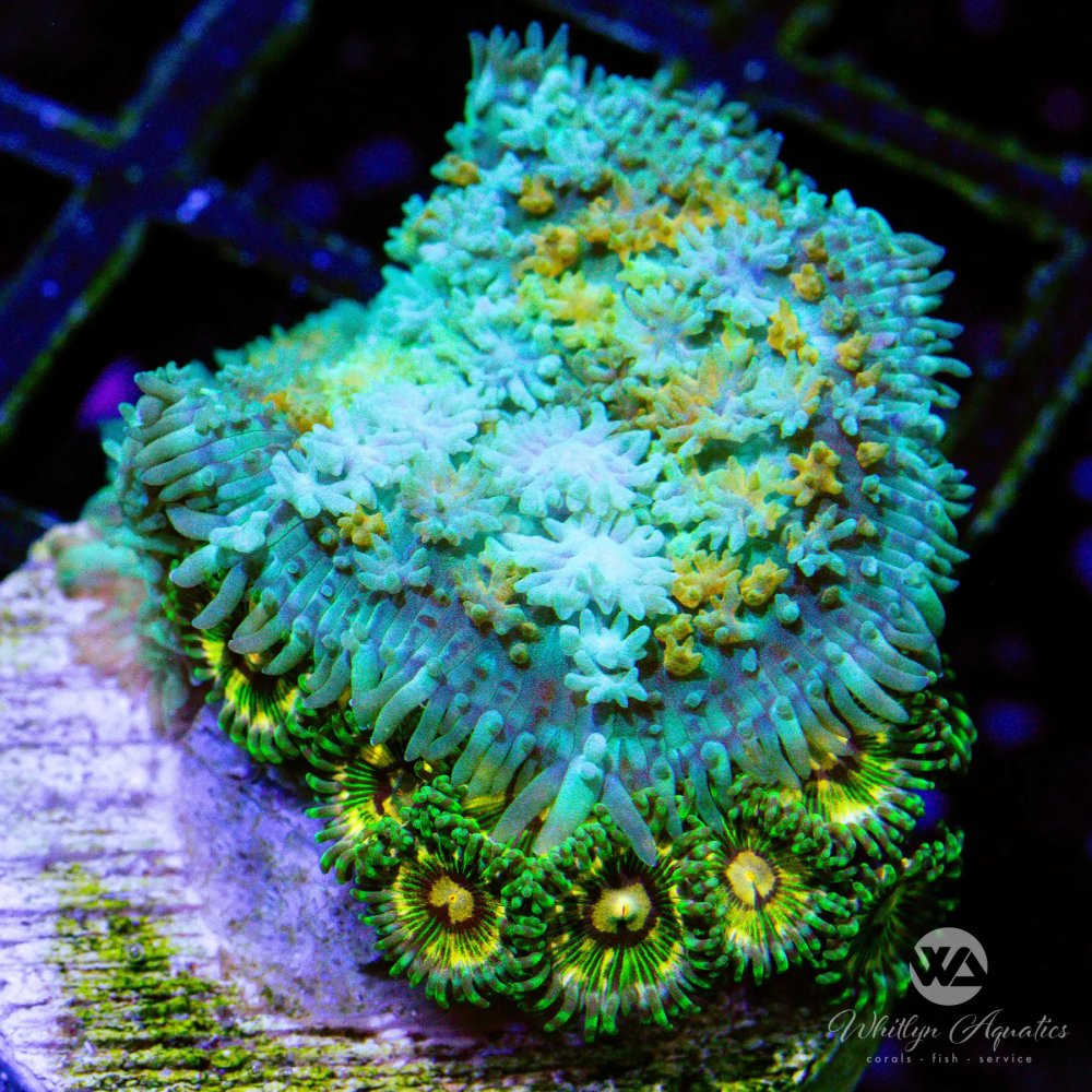 CoralAuction43_4ad25a5a-7bb2-4942-a777-6055400101a2.jpg CoralAuction43_4ad25a5a-7bb2-4942-a777-6055400101a2.jpg