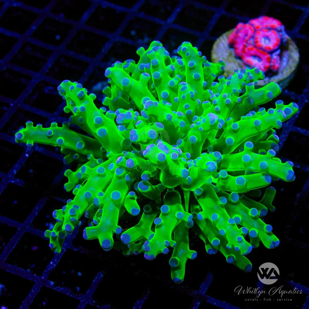 ezgif-1-9eef3e7a51.jpg ezgif-1-9eef3e7a51.jpg