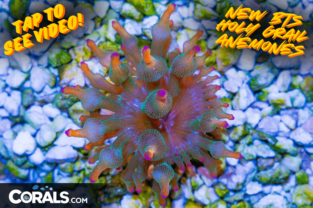 NEW BTS HOLY GRAIL ANEMONES(1).png