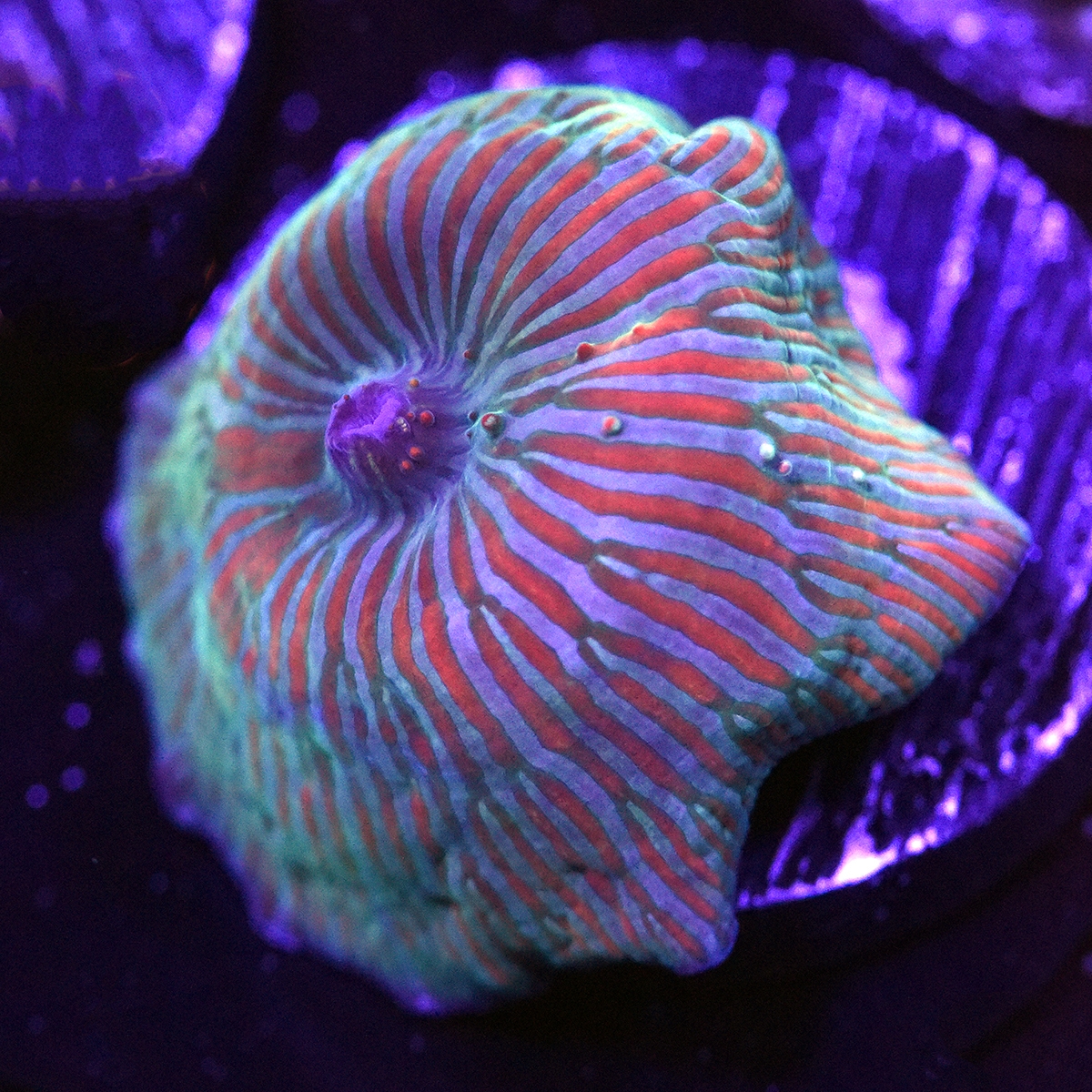 DSC_5096.JPG