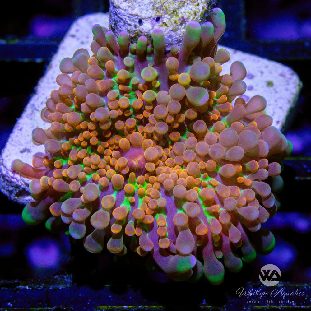 CoralAuction28_345054b9-0f01-47c5-9da5-b7c816384575.jpg