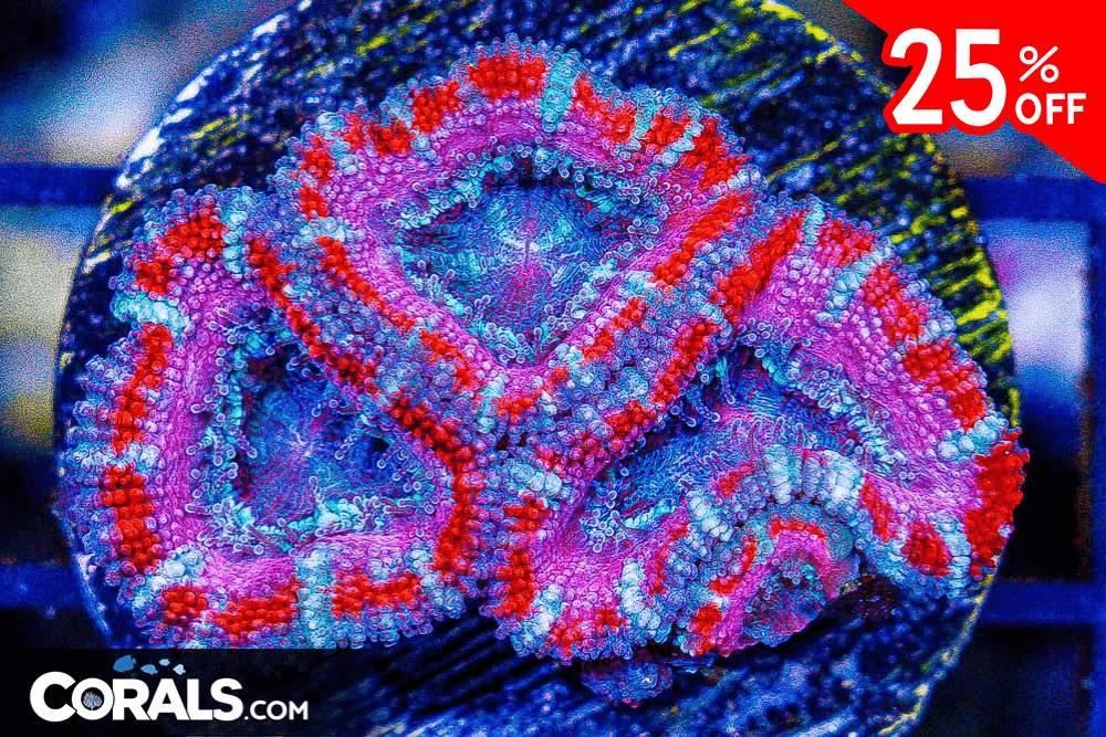 Untitled design(145).png