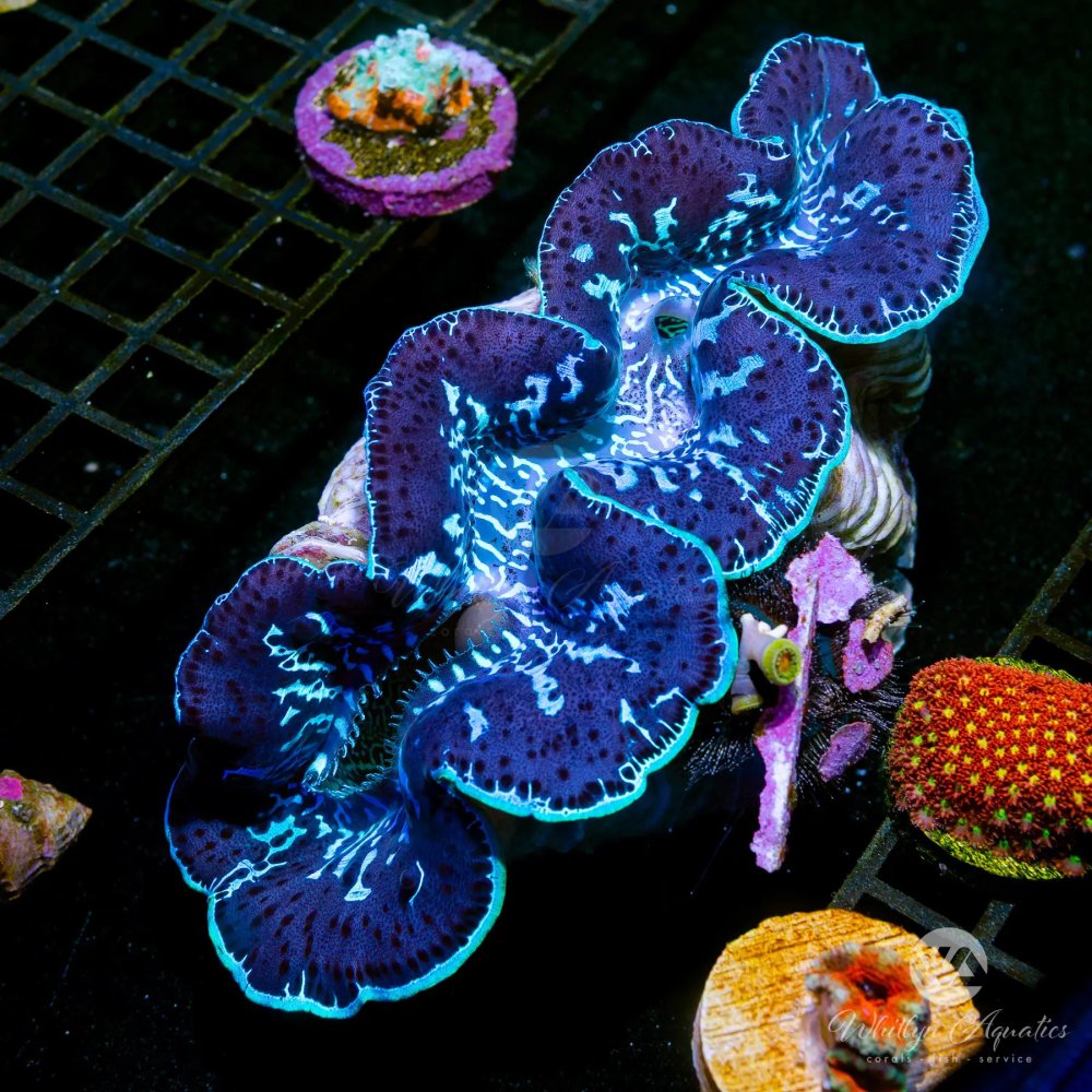 CoralAuction45_80da3102-8391-4014-8ea7-aacd37e688bd.jpg CoralAuction45_80da3102-8391-4014-8ea7-aacd37e688bd.jpg