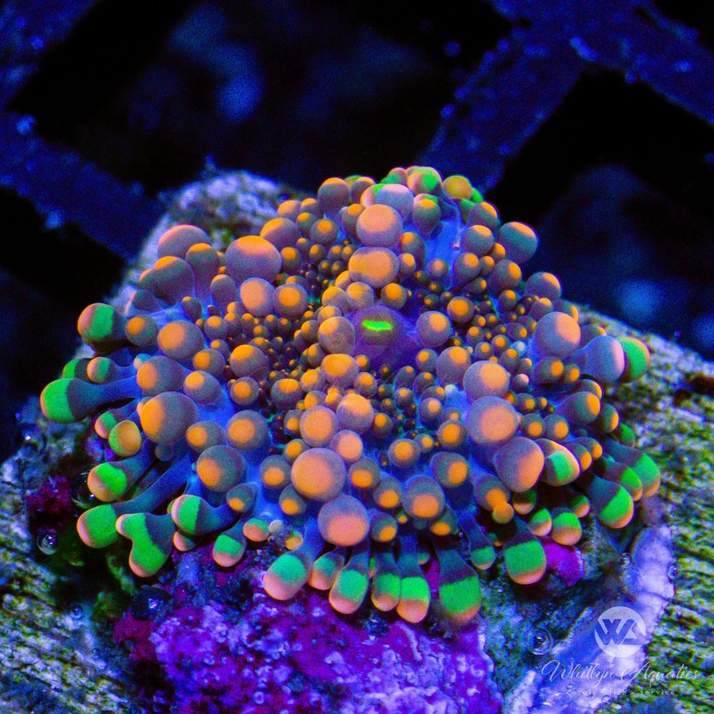 CoralAuction42_890c744a-9026-46c9-8e8f-ae774e1e2255.jpg CoralAuction42_890c744a-9026-46c9-8e8f-ae774e1e2255.jpg