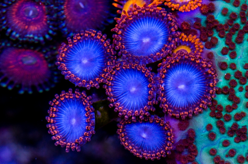Spiderman Zoa.jpg
