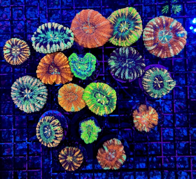 IMG_9636 Medium.jpeg