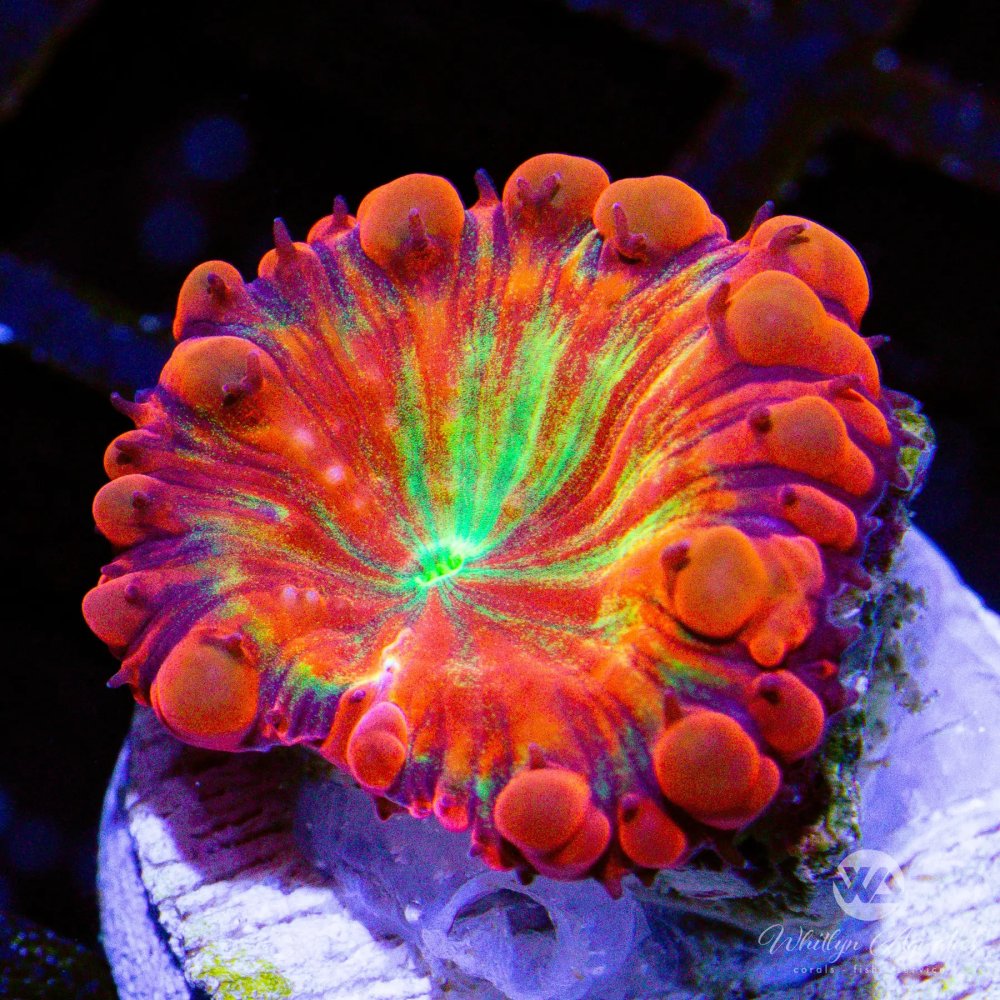 CoralAuction53_a5b9557d-d99c-484f-bcfe-a2136c50834d.jpg CoralAuction53_a5b9557d-d99c-484f-bcfe-a2136c50834d.jpg