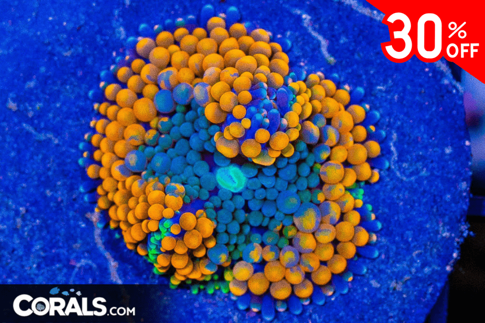 Untitled design(8).png