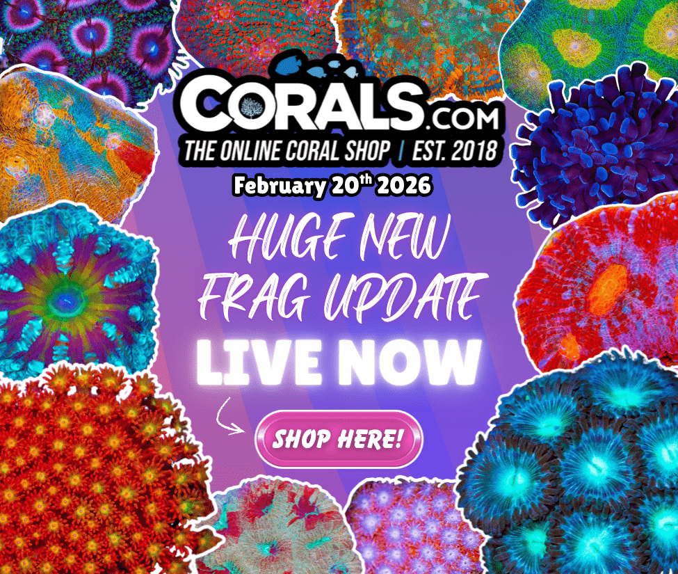 2.20 new coral.png