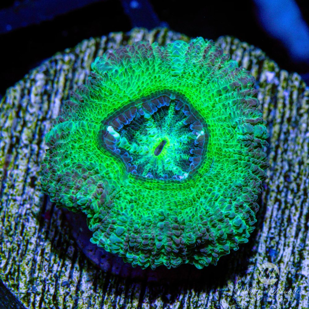 WAPalmBeachAsianAcan-WYSIWYG.jpg WAPalmBeachAsianAcan-WYSIWYG.jpg