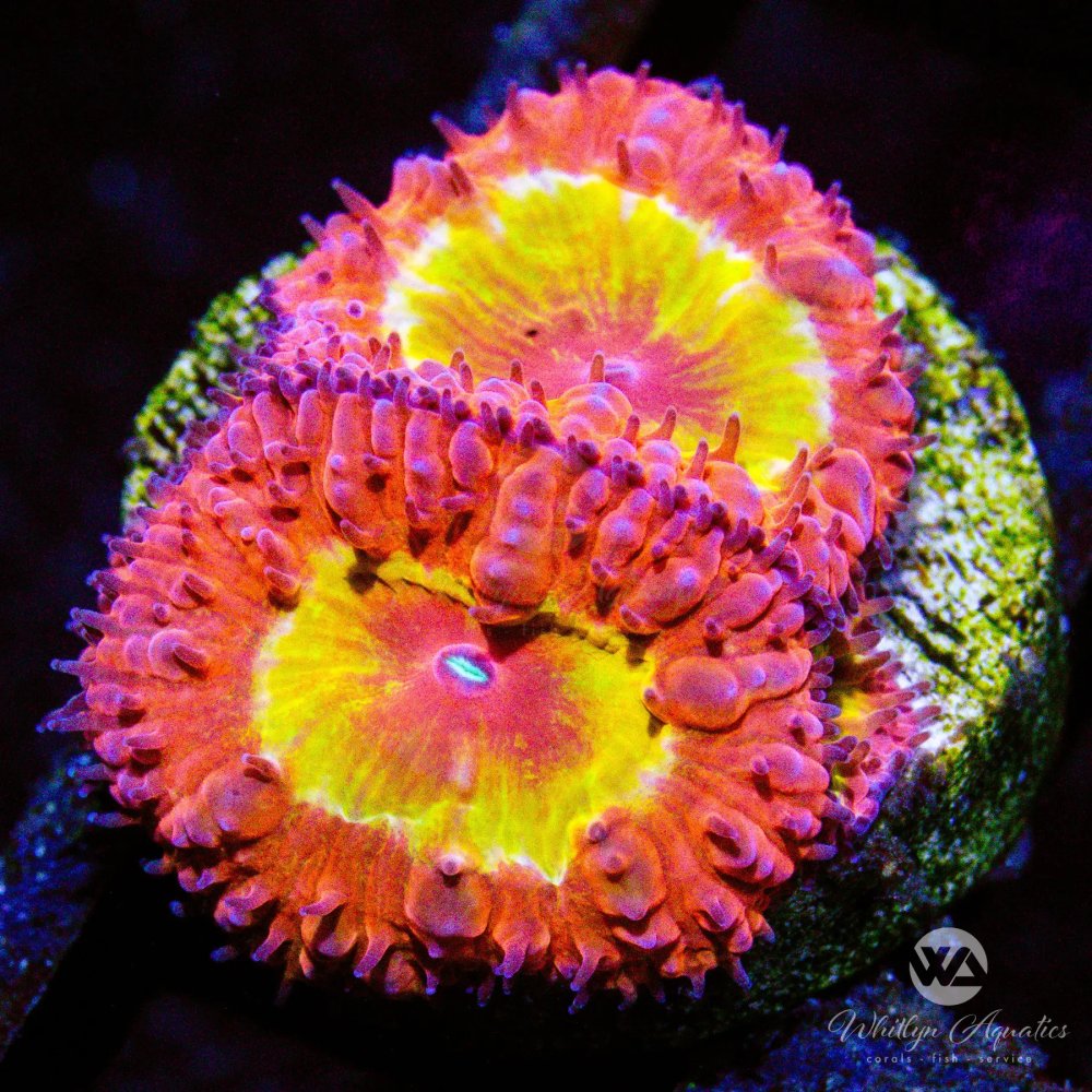 CoralAuction39_44657082-0cfc-4799-b14b-3b298c7de1b7.jpg CoralAuction39_44657082-0cfc-4799-b14b-3b298c7de1b7.jpg