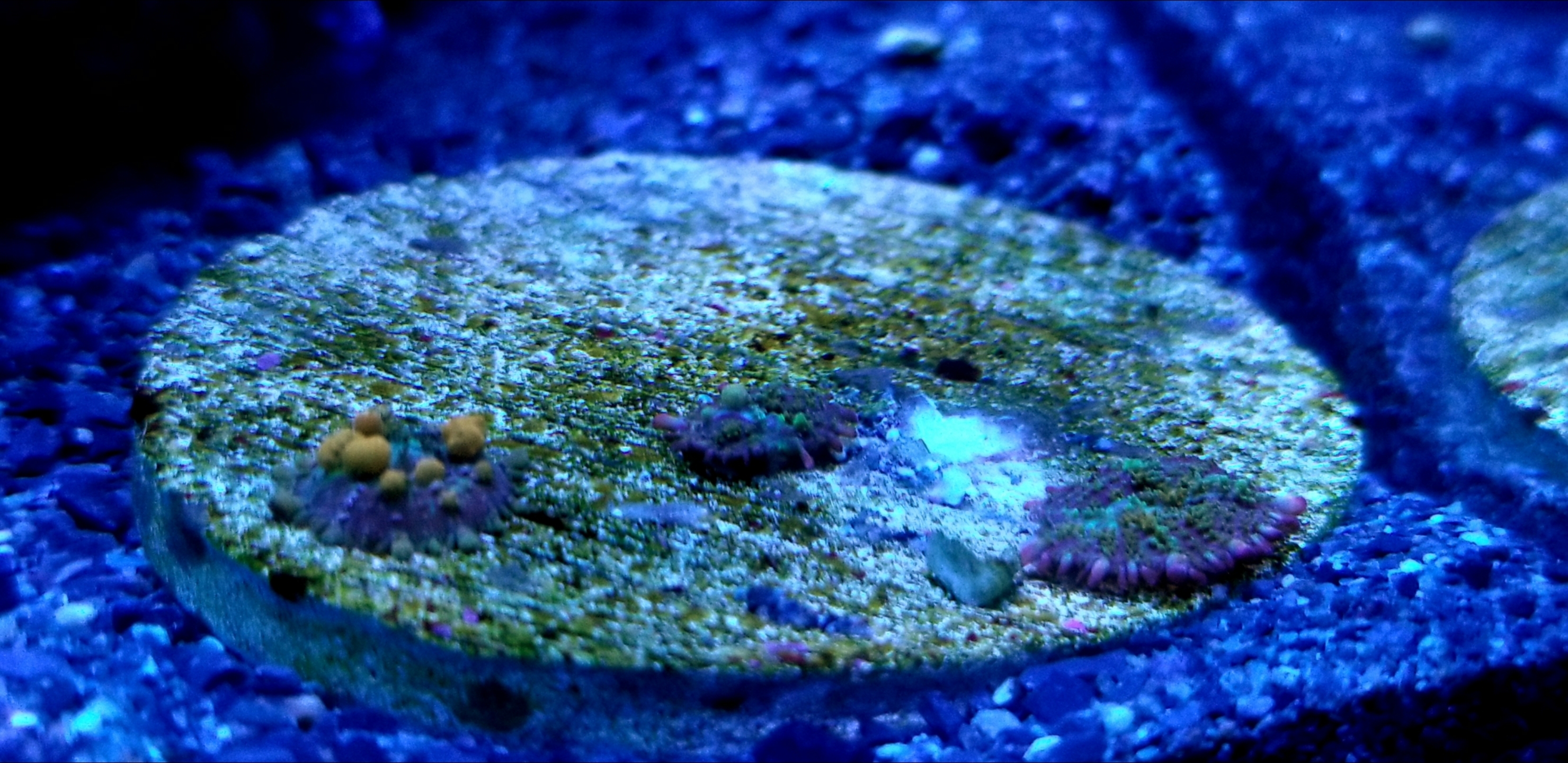 Screenshot_20200911-112636_Gallery.jpg