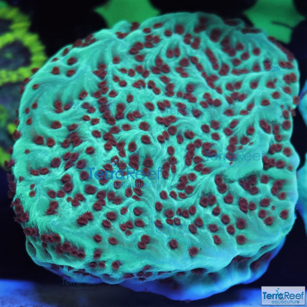 IMG_8196-ORA-Mind-Trick-Montipora.jpg IMG_8196-ORA-Mind-Trick-Montipora.jpg