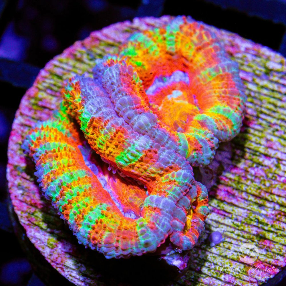 CoralAuction52_667be25e-2c11-4cdf-803a-1fd9aa71b2a1.jpg CoralAuction52_667be25e-2c11-4cdf-803a-1fd9aa71b2a1.jpg