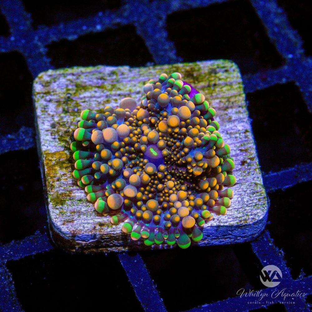 Coral_Auction43.jpg Coral_Auction43.jpg