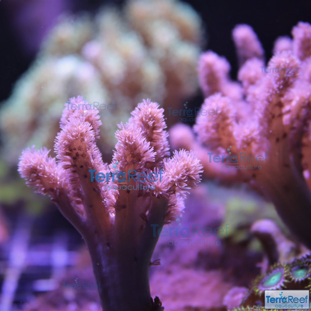 IMG_9290-Leather-coral.jpg IMG_9290-Leather-coral.jpg
