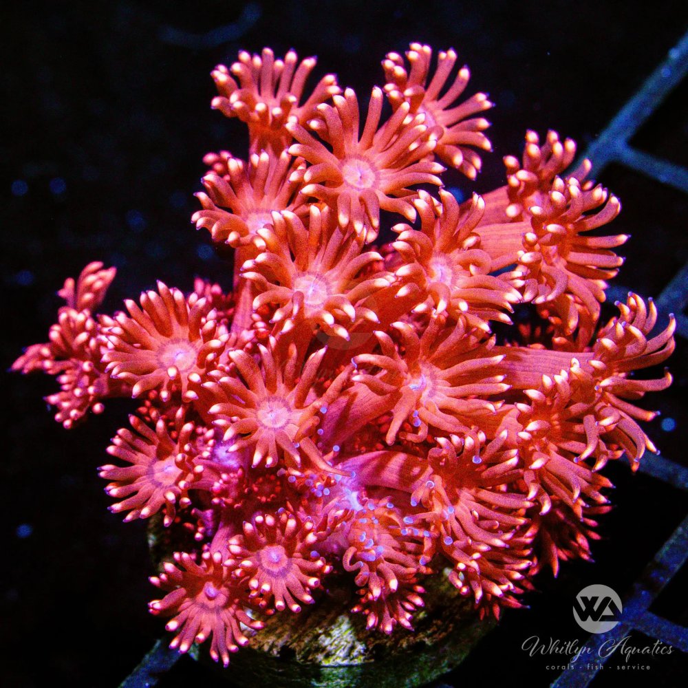 CoralAuction39_6b3326df-3ac3-4674-9d05-ceba9576e7d5.jpg