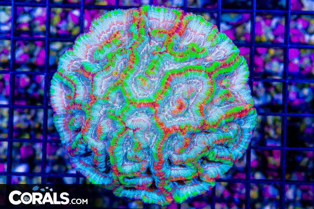 DSC06086.jpg DSC06086.jpg