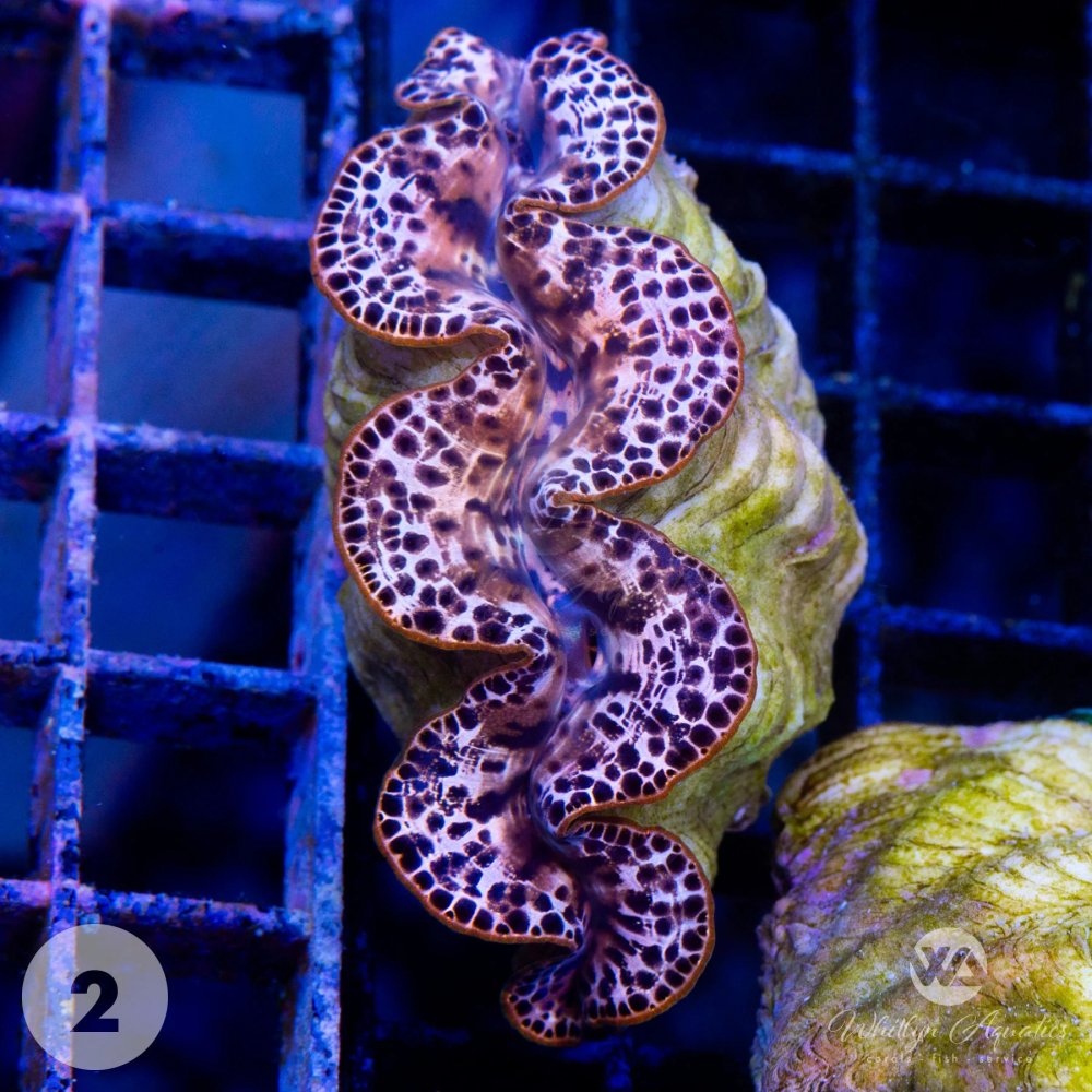 Ultra_Gold_Maxima_Clam2.jpg Ultra_Gold_Maxima_Clam2.jpg