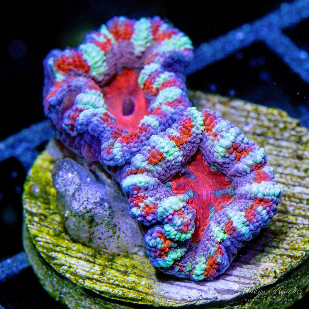 CoralAuction51_0f8e399b-0874-4bb2-9b69-c0ce8430807e.jpg CoralAuction51_0f8e399b-0874-4bb2-9b69-c0ce8430807e.jpg