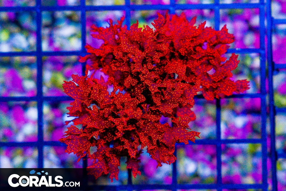DSC00110_1.jpg