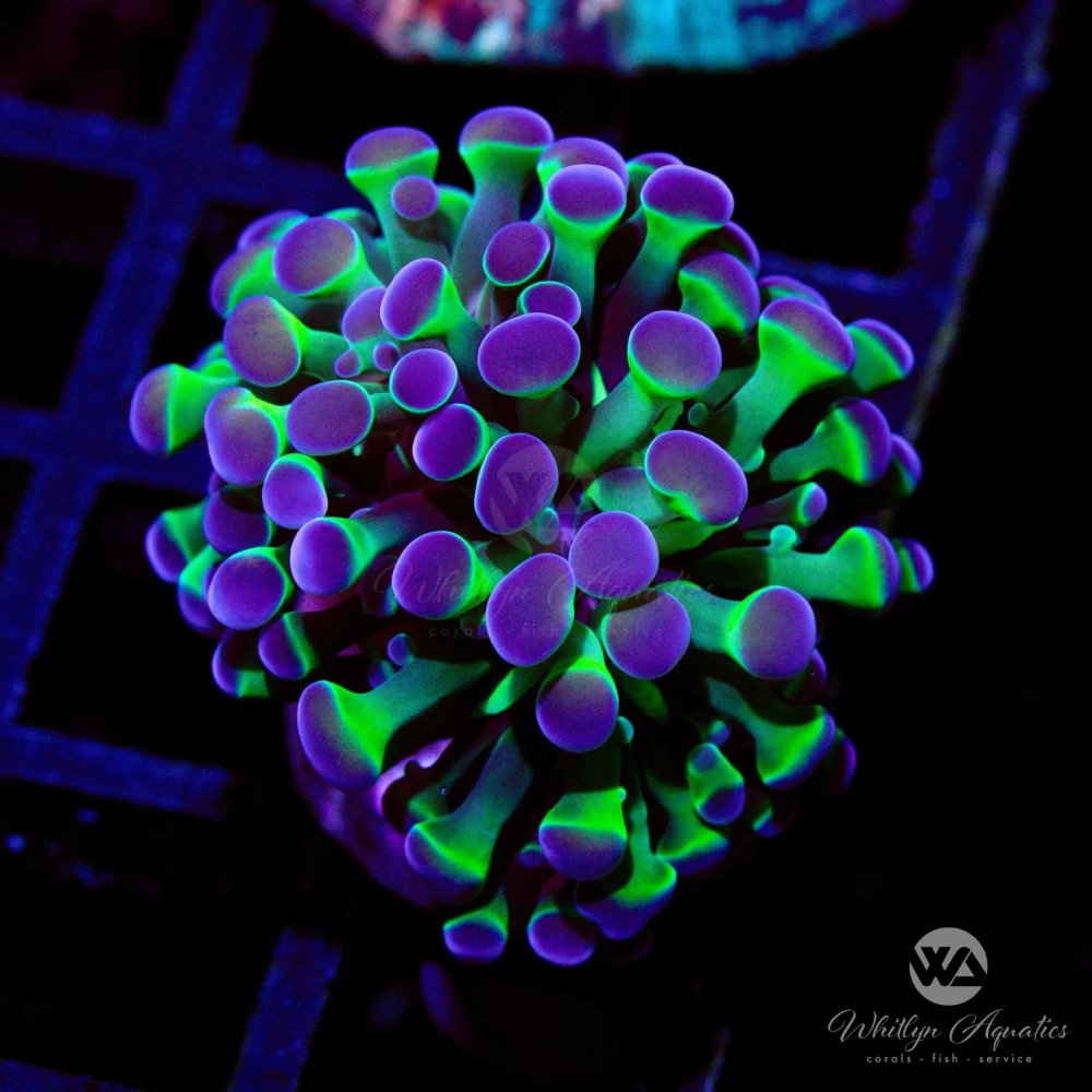 CoralAuction40_096b2e48-c24a-46b9-9eea-fcef51132997.jpg CoralAuction40_096b2e48-c24a-46b9-9eea-fcef51132997.jpg