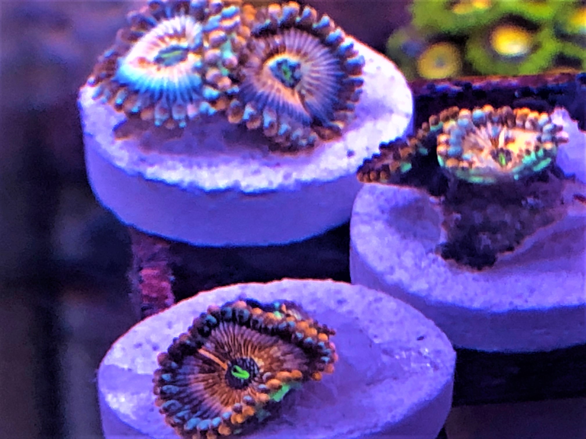 whitezombie2.jpg