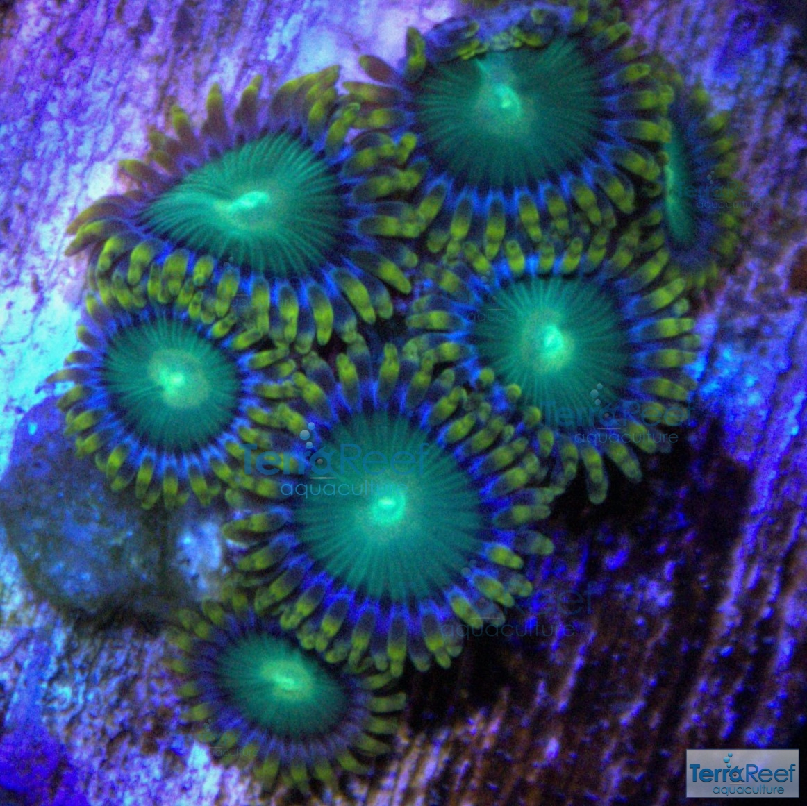 IMG_4677-Dragon-Eye-Zoanthids-Zoa-Coral-zoomed.jpg