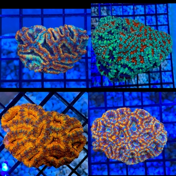 Untitled (600 × 600 px) (600 × 600 px) (600 × 600 px)(2).jpg