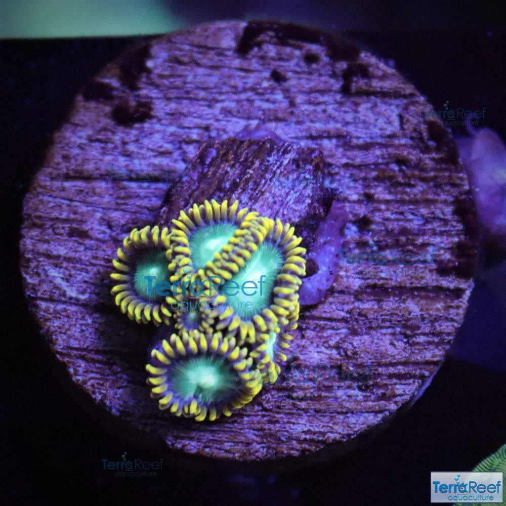 IMG_8003-Radioactive-Dragon-Eyes-Zoanthids-eye-Zoas-aquacultured.jpg IMG_8003-Radioactive-Dragon-Eyes-Zoanthids-eye-Zoas-aquacultured.jpg