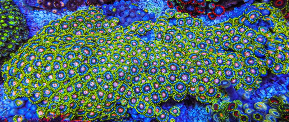 XLG Ultra Zoa Colony_3385.JPG