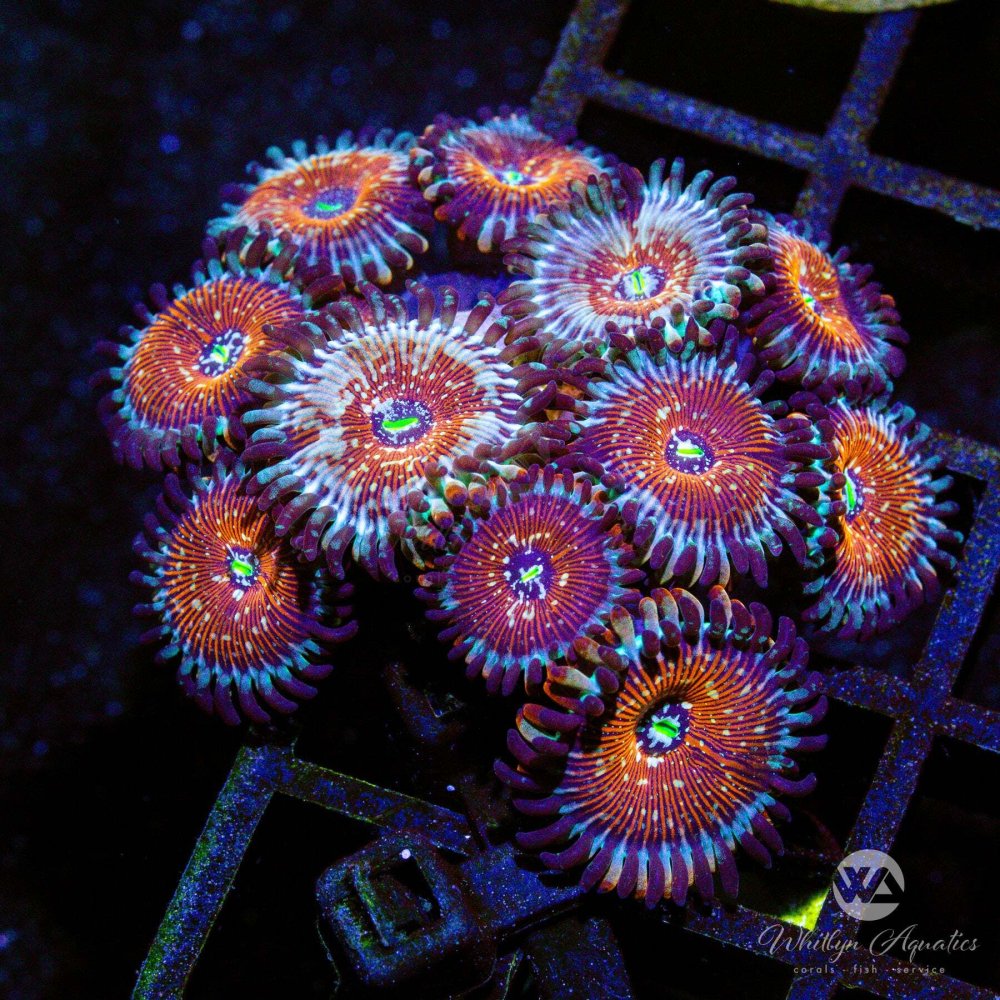 AuctionCoral6_ee4c7b11-f6b7-4e9e-97f5-fa070e30de3e.jpg