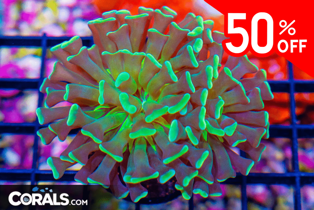 Untitled design(34).png