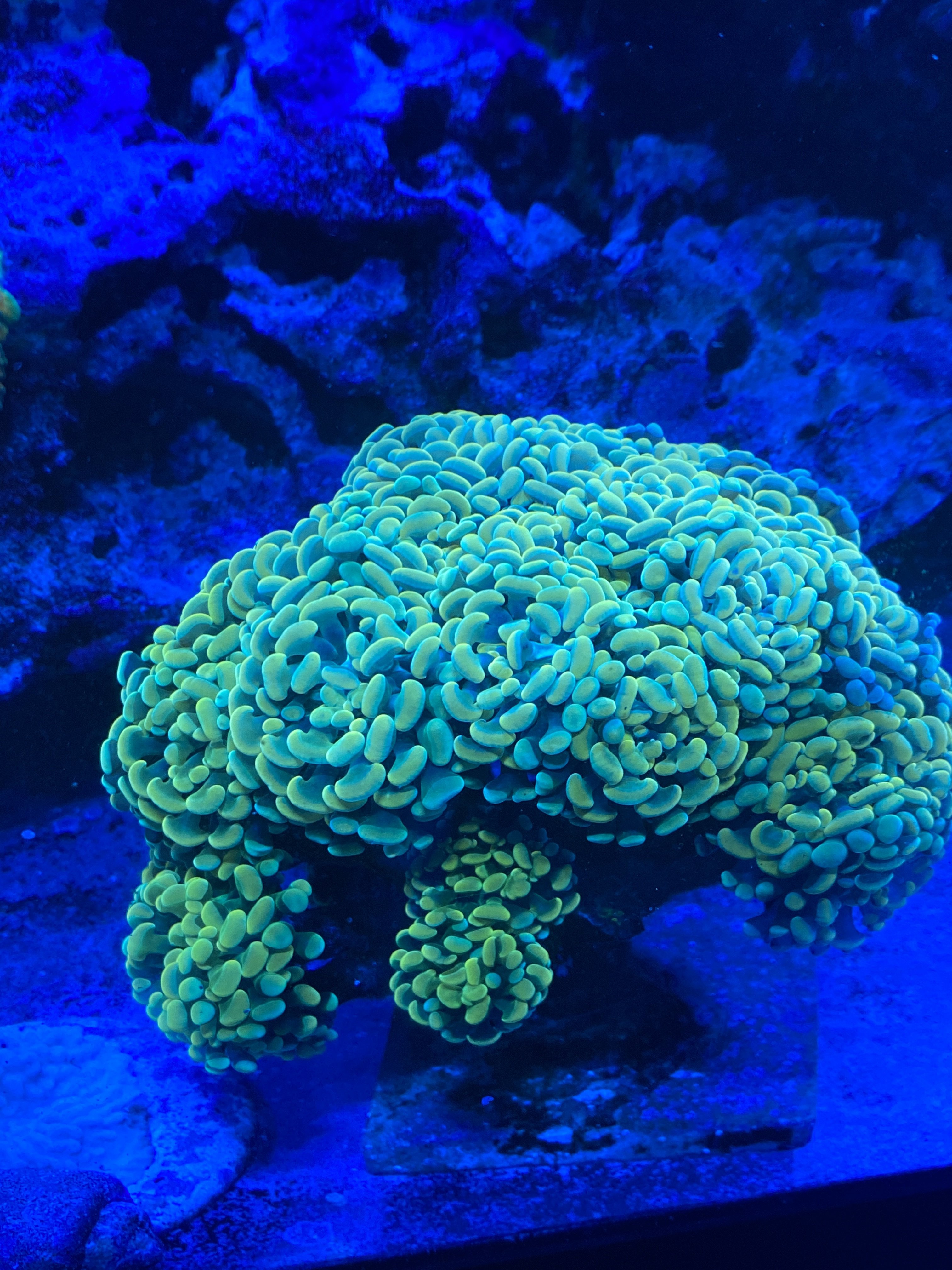 0F1107AE-D50D-4BA3-89AD-B40D7091919F.jpeg 0F1107AE-D50D-4BA3-89AD-B40D7091919F.jpeg