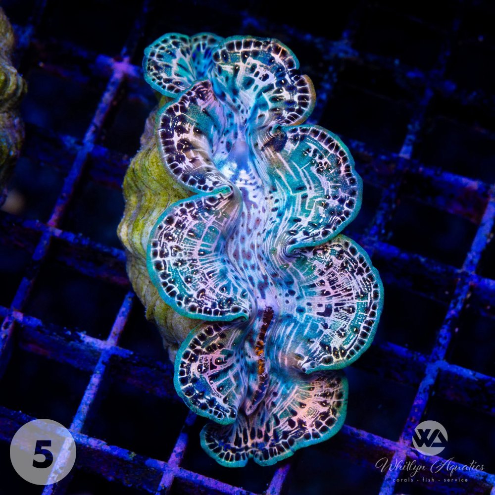 Ultra_Gold_Maxima_Clam5.jpg Ultra_Gold_Maxima_Clam5.jpg