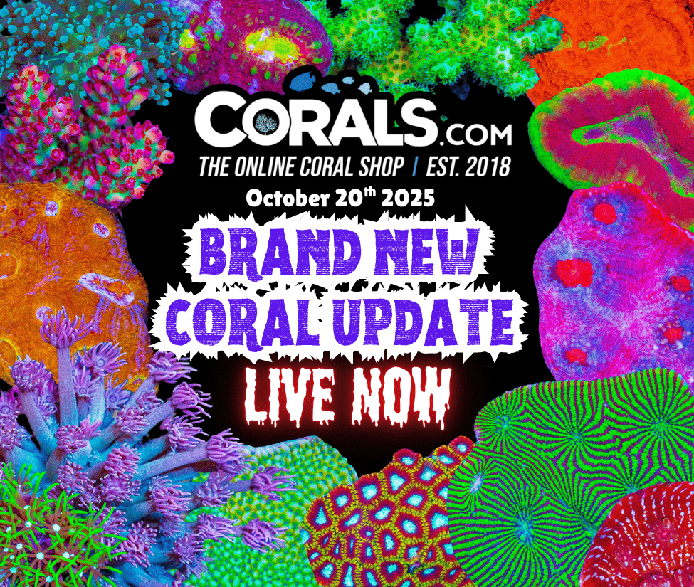 10.17 new coral(1).png