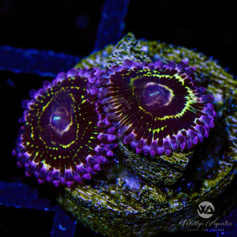 OGStratosphereZoa_2Polyp_-WYSIWYG.jpg OGStratosphereZoa_2Polyp_-WYSIWYG.jpg