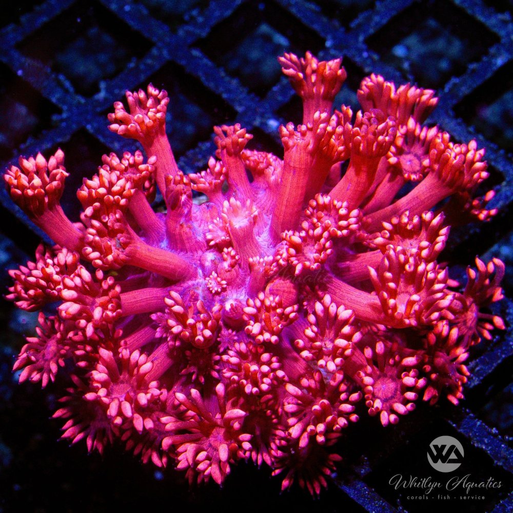 CoralAuction44_dd03fe4e-edb9-4512-b8f7-0260211979a0.jpg CoralAuction44_dd03fe4e-edb9-4512-b8f7-0260211979a0.jpg