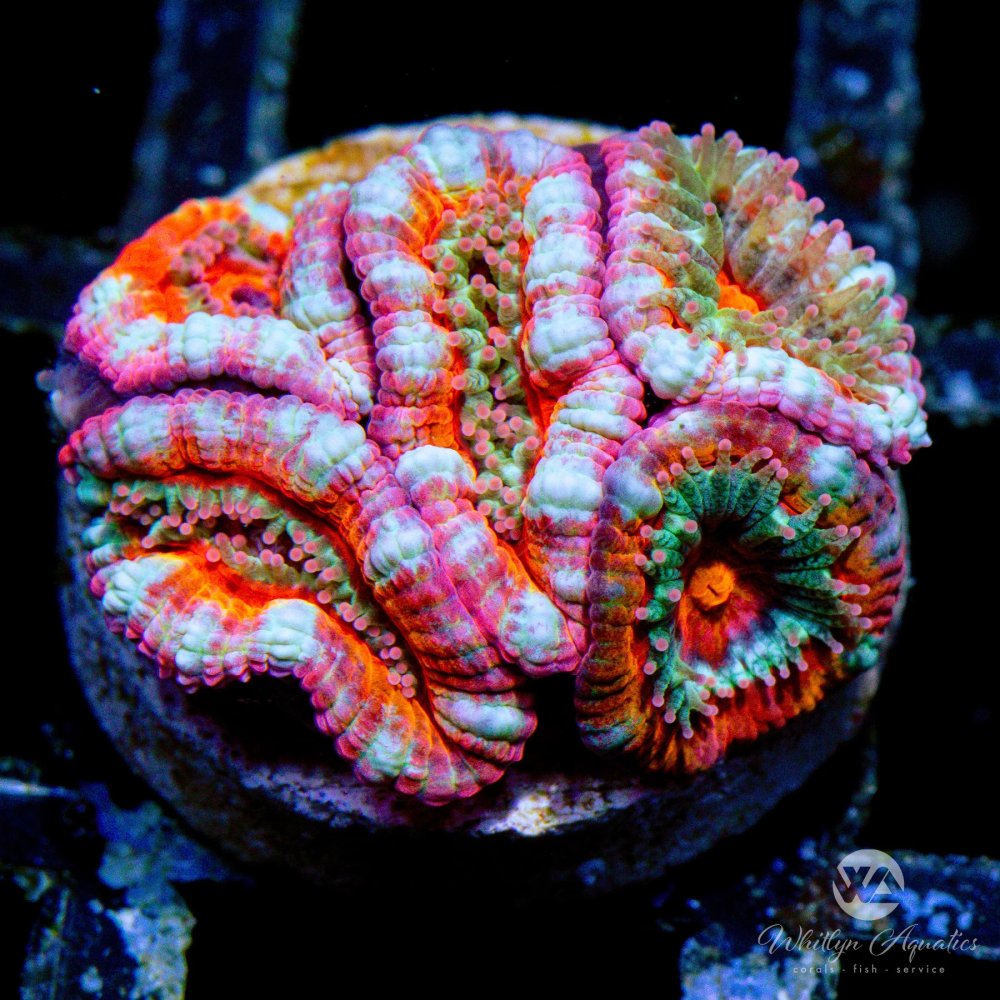 CoralAuction31_6322c3b9-b3de-49d8-abfa-ee68963a3847.jpg CoralAuction31_6322c3b9-b3de-49d8-abfa-ee68963a3847.jpg
