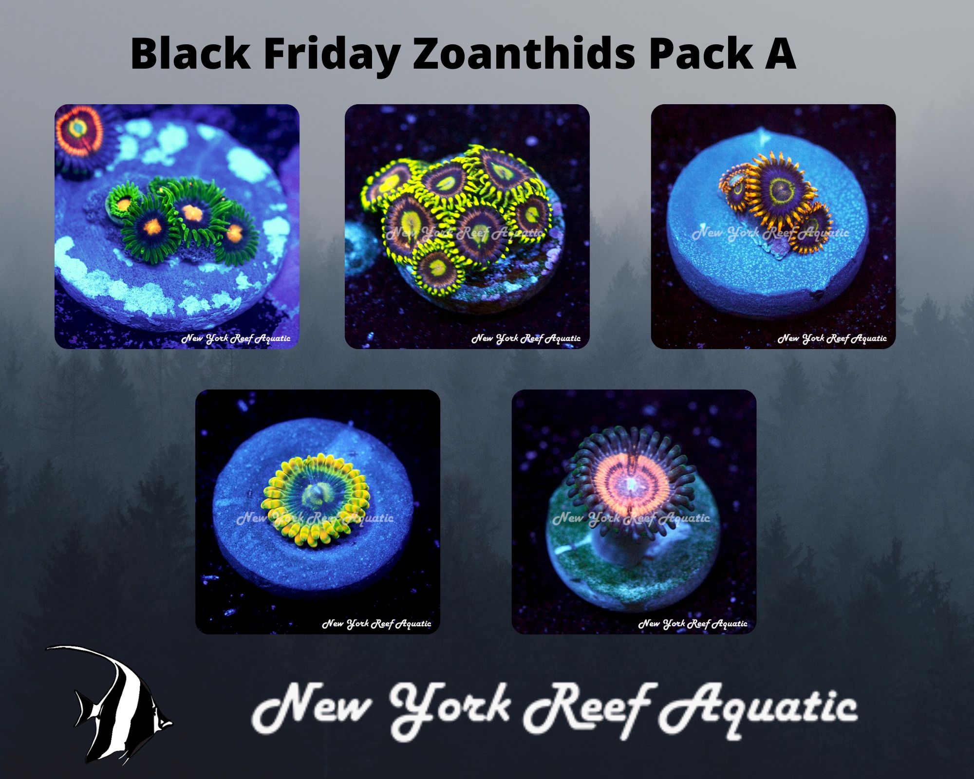 Zoanthids Pack A.jpg