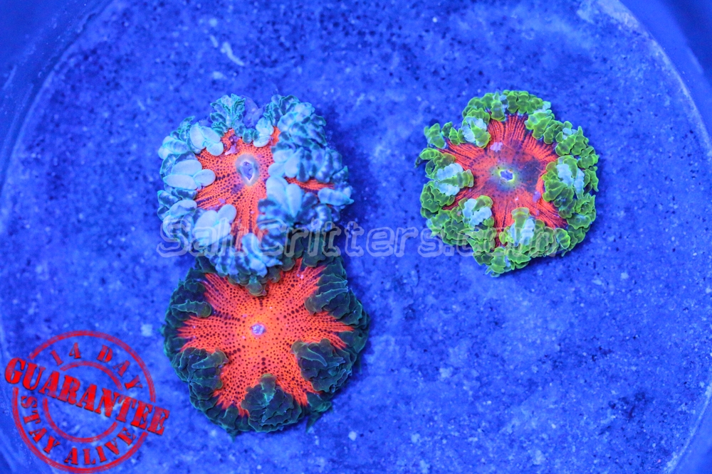 1cd5de48-8ab5-4ff5-a18a-588dbc01e8fe.jpg 1cd5de48-8ab5-4ff5-a18a-588dbc01e8fe.jpg